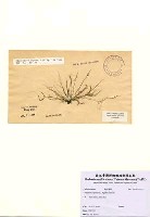 藏品(Cladophora capensis (C. Agardh) De Toni)的圖片